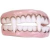 Fun World Vampire Character Teeth Accessory -Adult Halloween Costumes Shop GUEST 6dc78a06 012c 4285 b769 8d782058017f